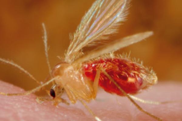 Conociendo la zoonosis leishmaniasis.