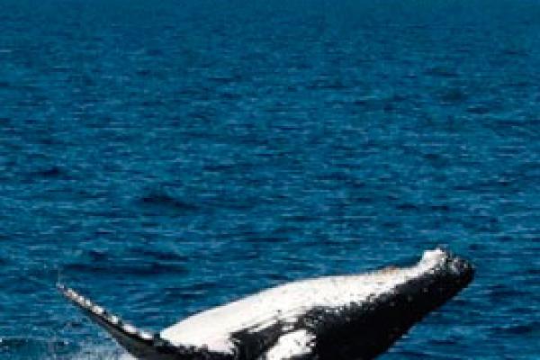 Ecoturismo: una forma diferente de disfrutar