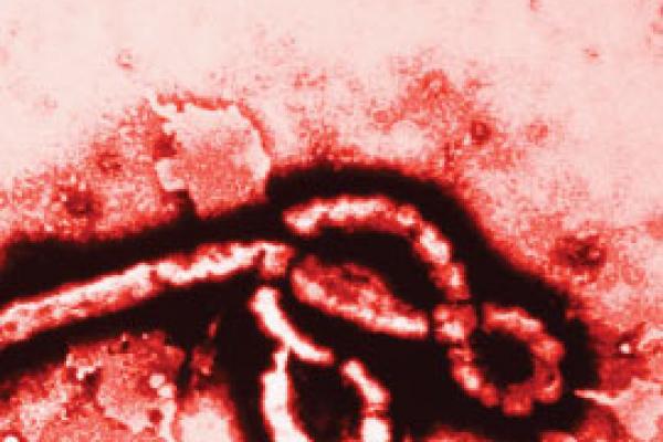 Ébola: ¿es un virus letal?