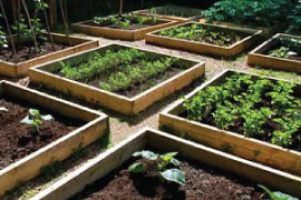 La huerta escolar y familiar