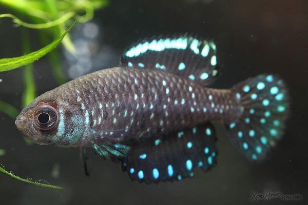 ¿Conoces los "peces anuales"?