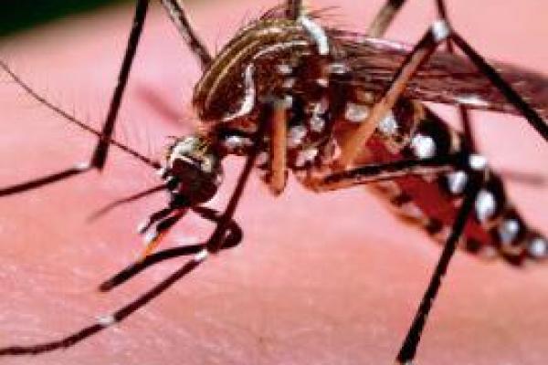 Conociendo al Aedes Aegypti