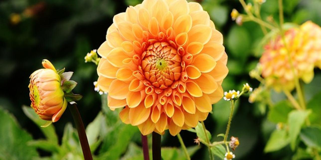 dalia