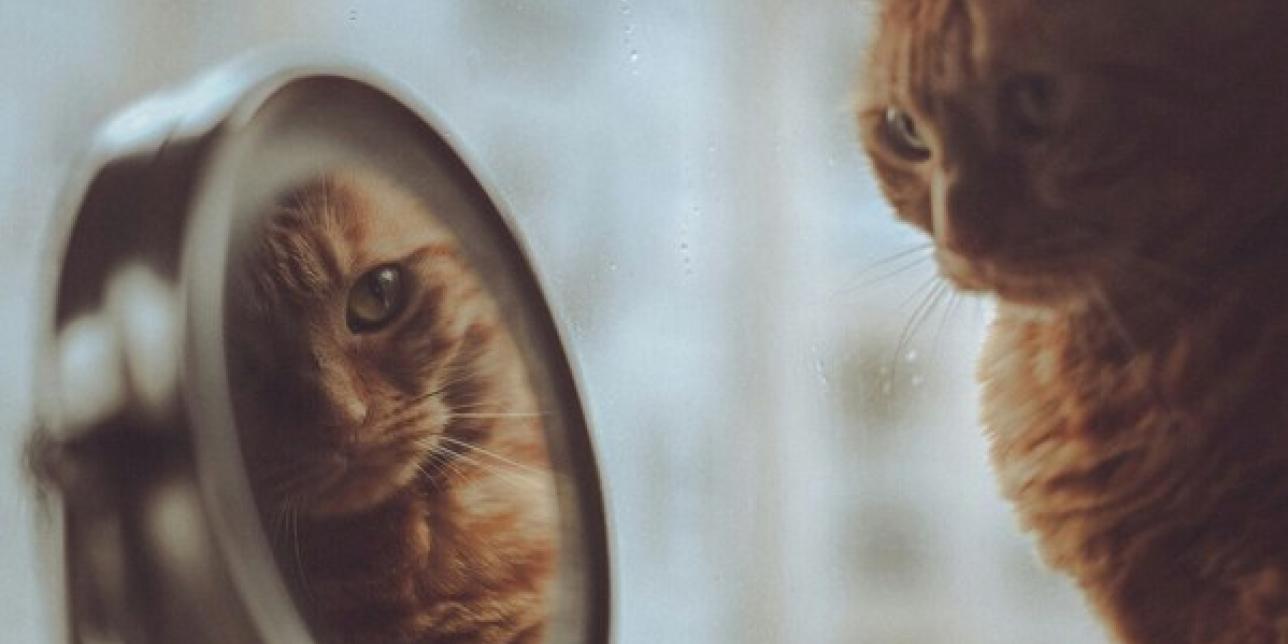 Gato amarillo se refleja en un espejo