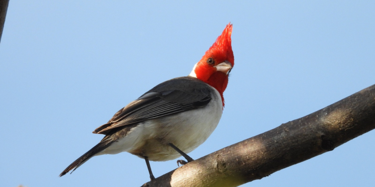 Ave cardenal copete rojo encima de una rama.