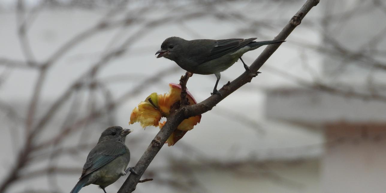 Fotografía de dos aves alimentándose de una fruta