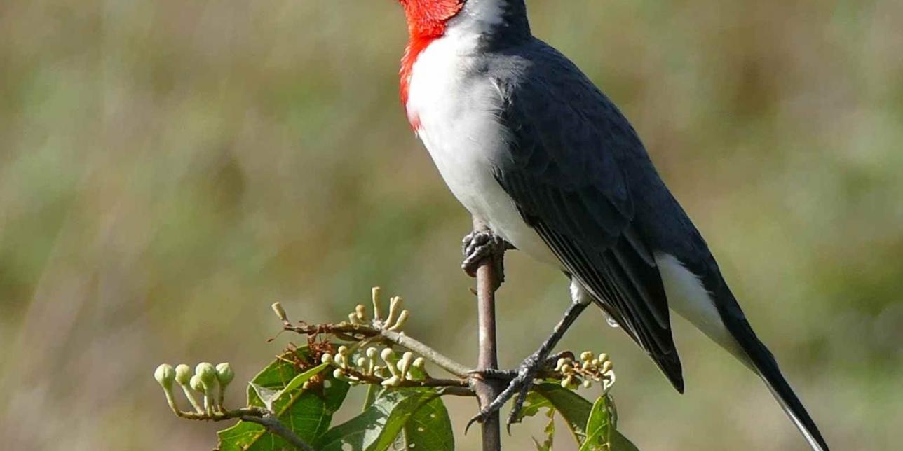 foto del cardenal