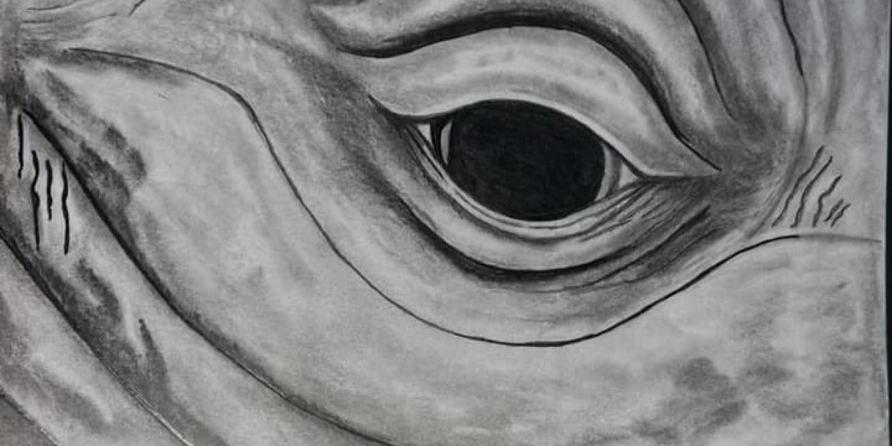 Dibujo de ojo de ballena realizado por Celeste Allegroni.