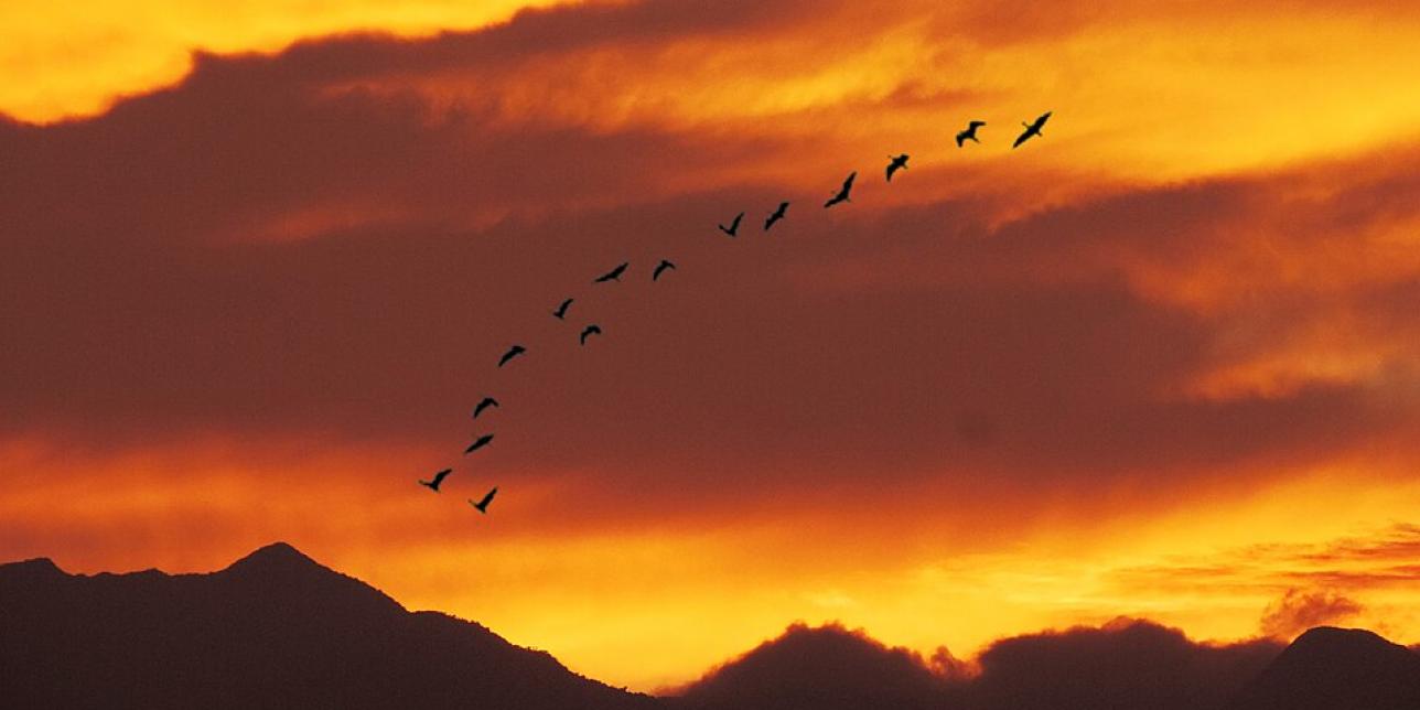 Cielo naranja y aves migrando