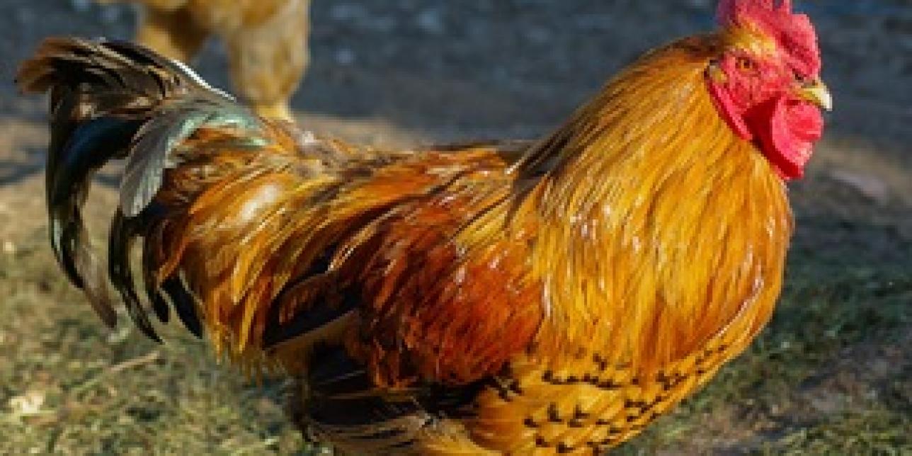 fjoto de un gallo