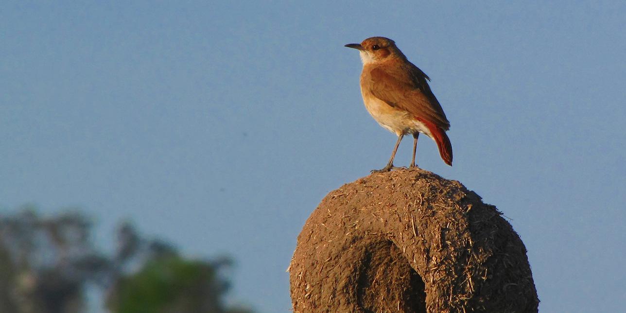 Ejemplar de pájaro hornero posado sobre su nido.