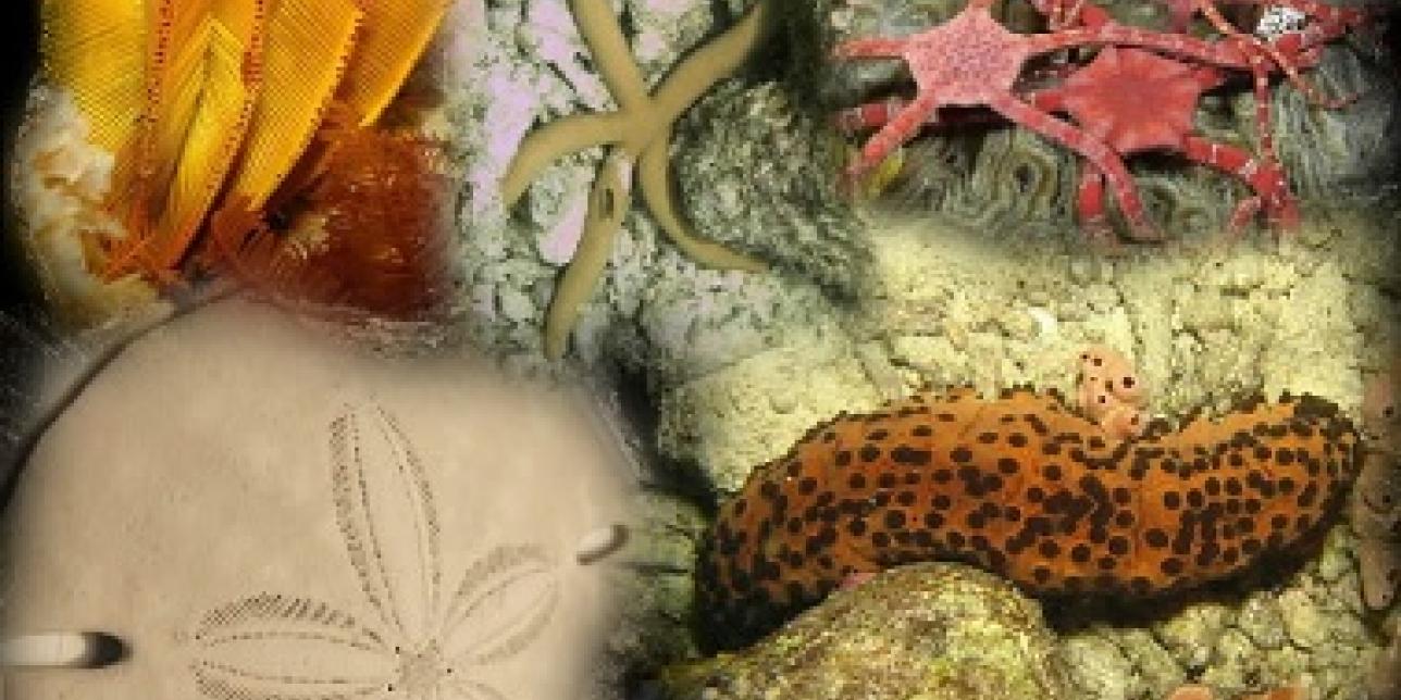E-propuesta: Estudiando las estrellas y escudos de mar
