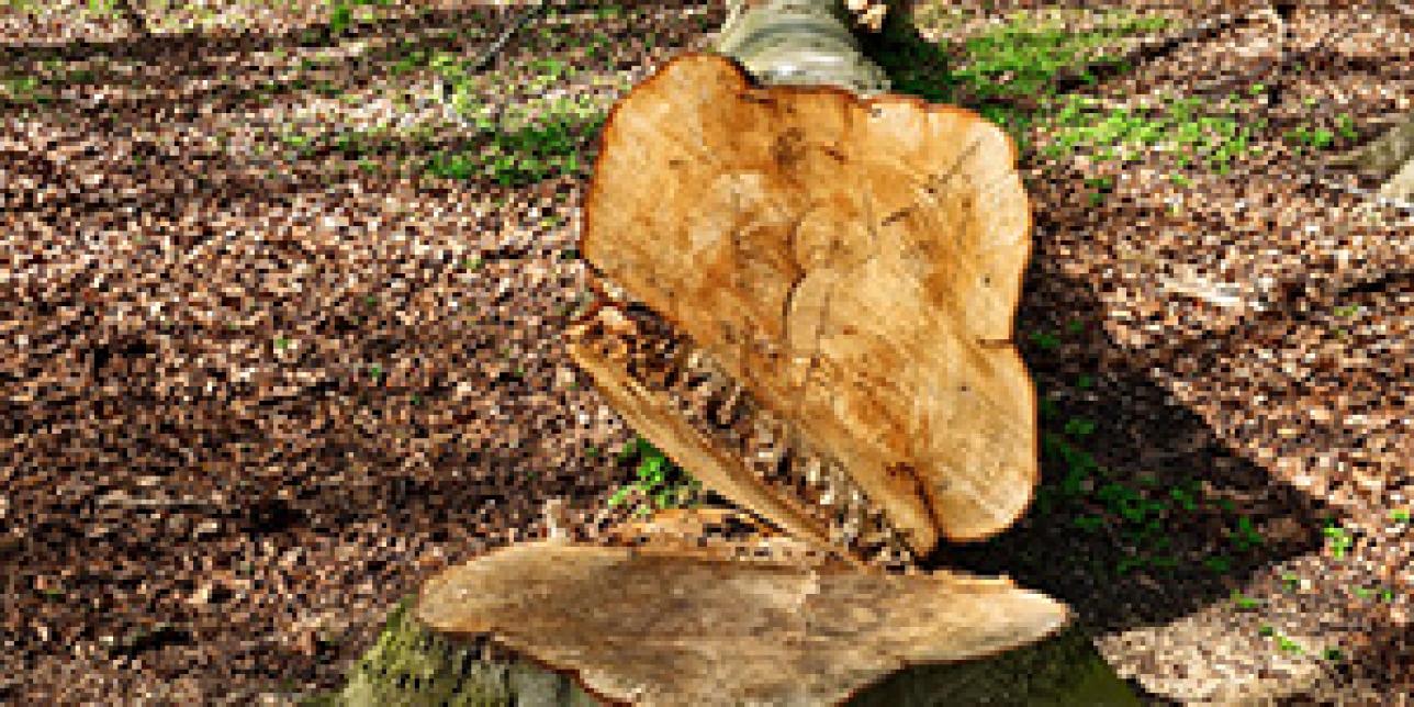 La actividad forestal en Uruguay