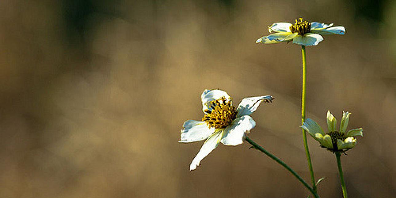 Seductoras e irresistibles... ¡las flores!