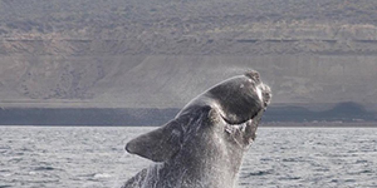 ¿Aire o chorro de agua?