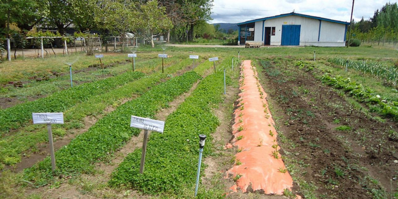 El agua en la huerta