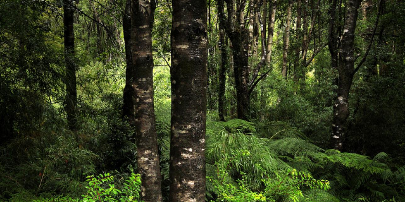 Más de cien años de Cuentos de la selva