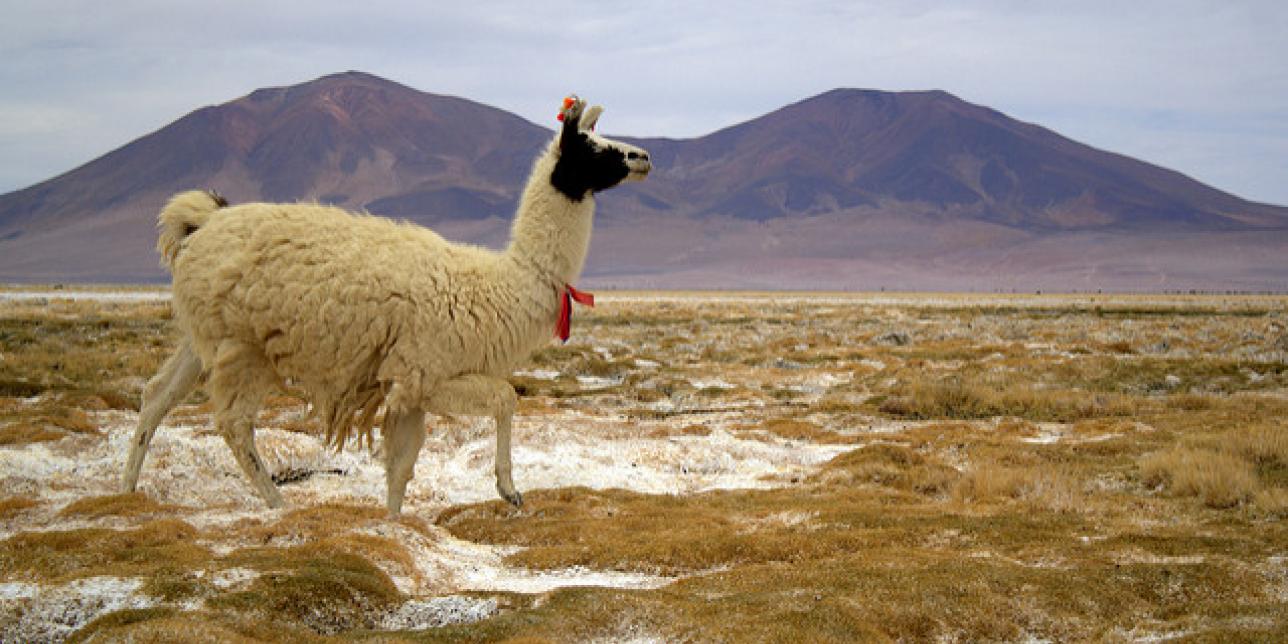 Conociendo a los Camélidos