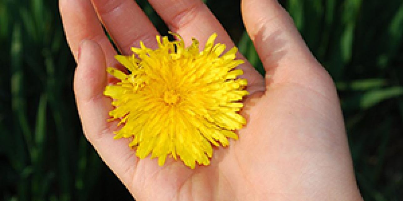 Cautivar y cultivar