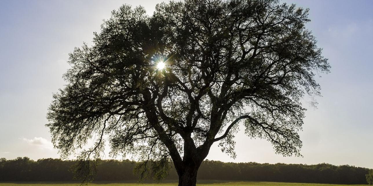 Mi árbol genealógico