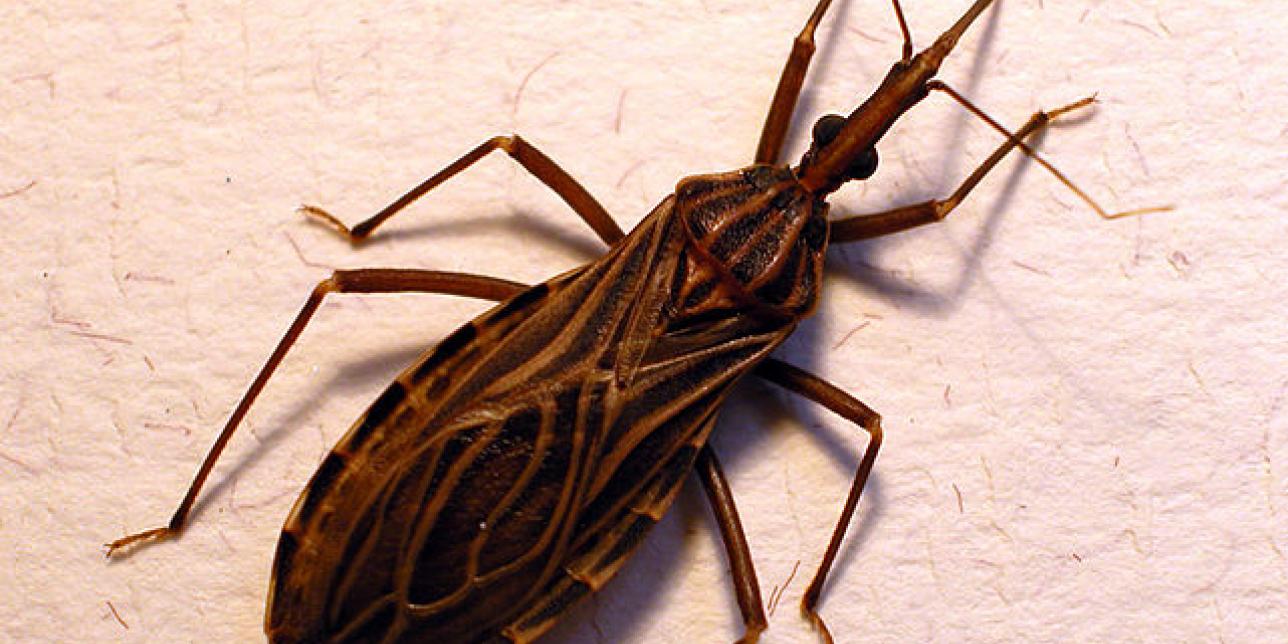 Previniendo el Mal de Chagas