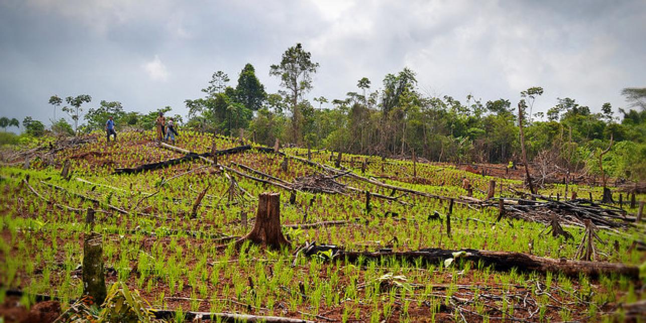 Uruguay productivo: producción agrícola