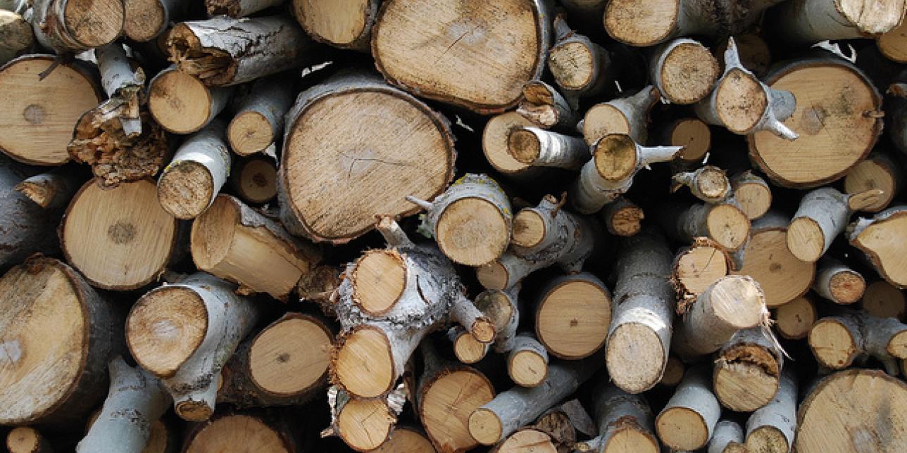 La actividad forestal en el Uruguay