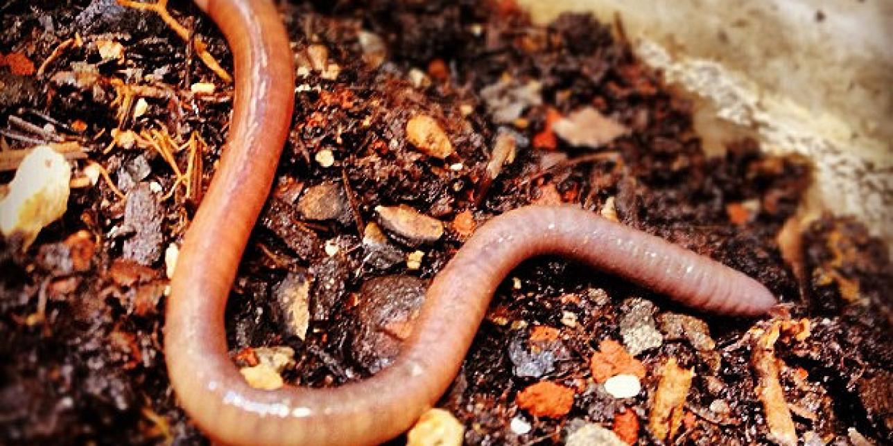 Un habitante oculto en el suelo: la lombriz
