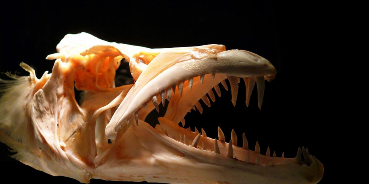 Unidad: Conociendo el mundo de la Paleontología