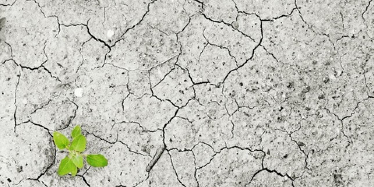 Cambio climático, un tema para pensar