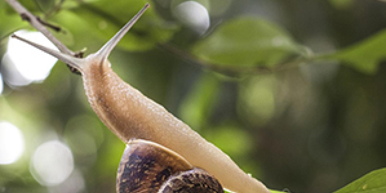 El Caracol de Jardín