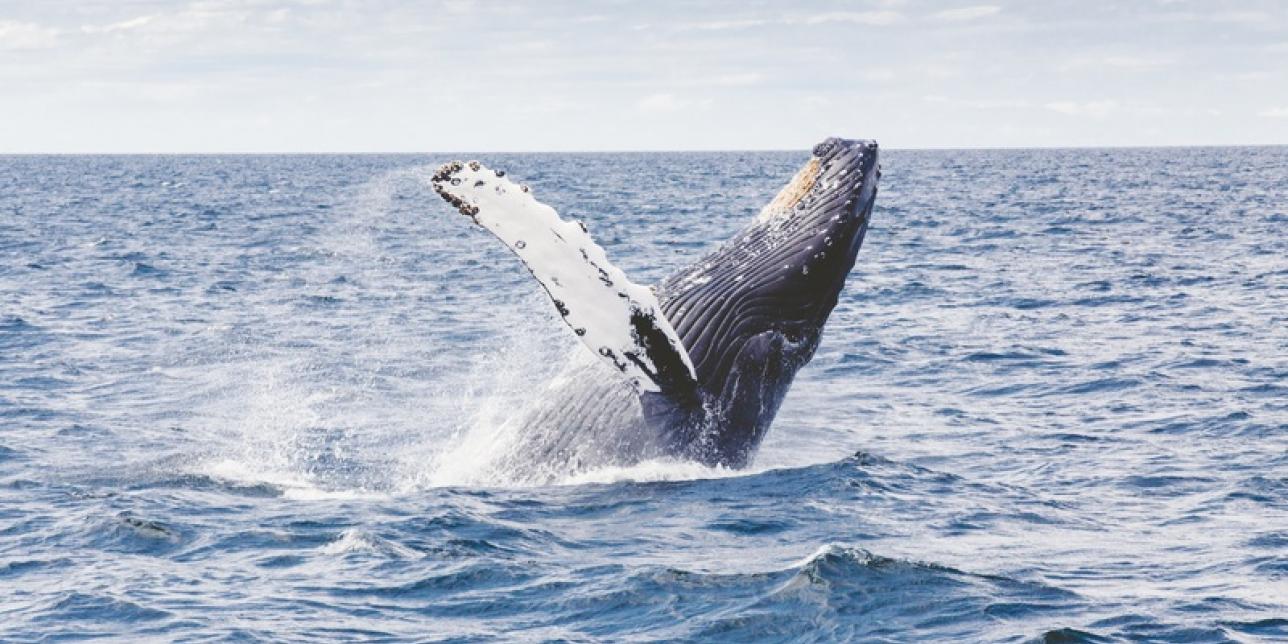 ¡Las ballenas están llegando y podemos ponerles nombres!