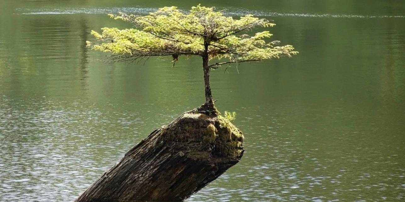 Haikus de primavera