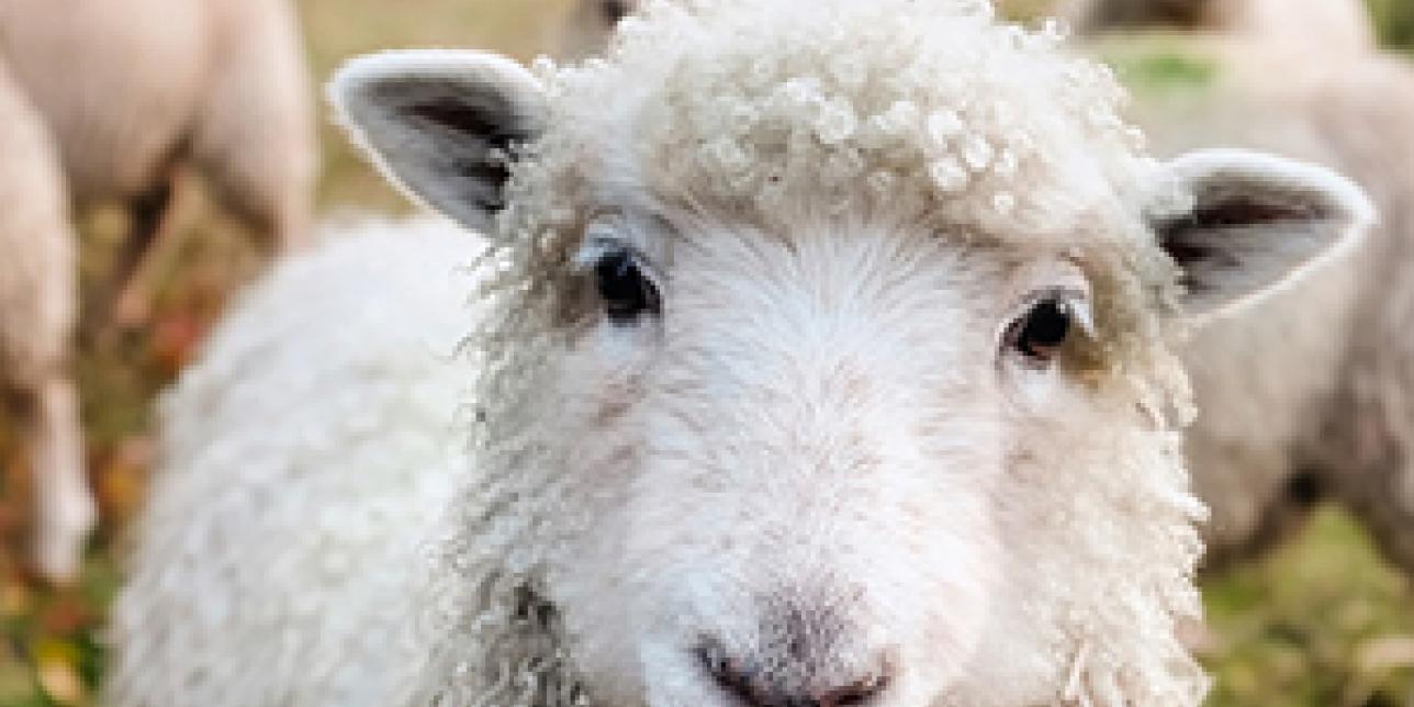 Los animales de la granja