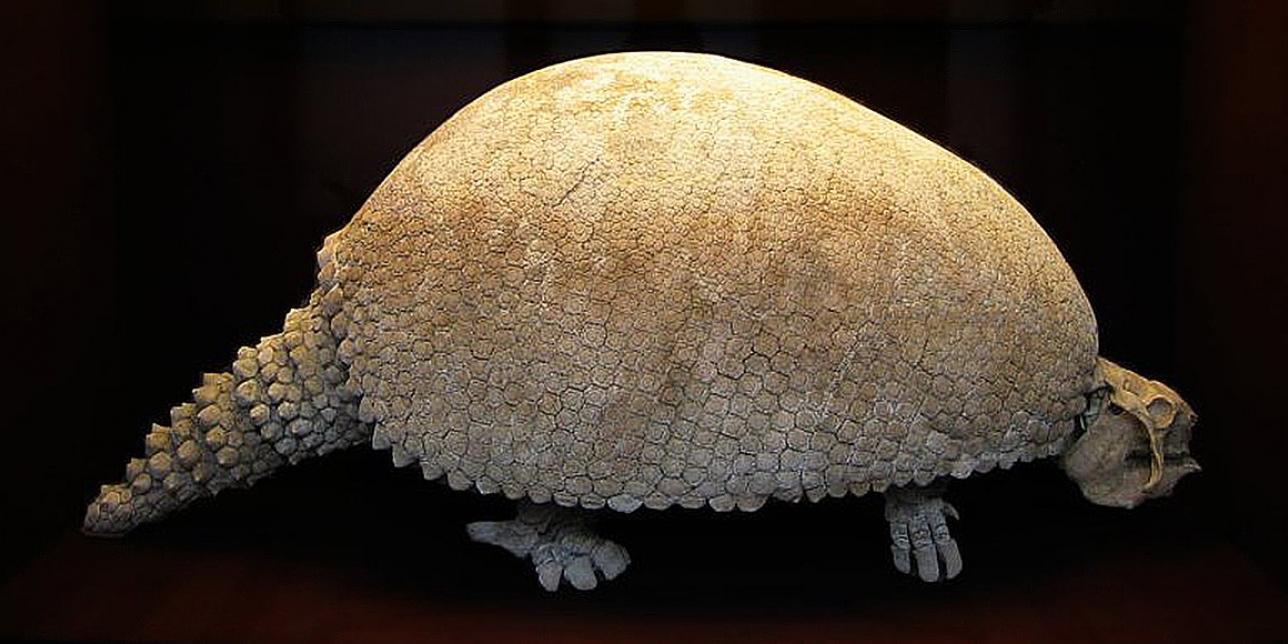 El gliptodonte que esperó 10.000 años