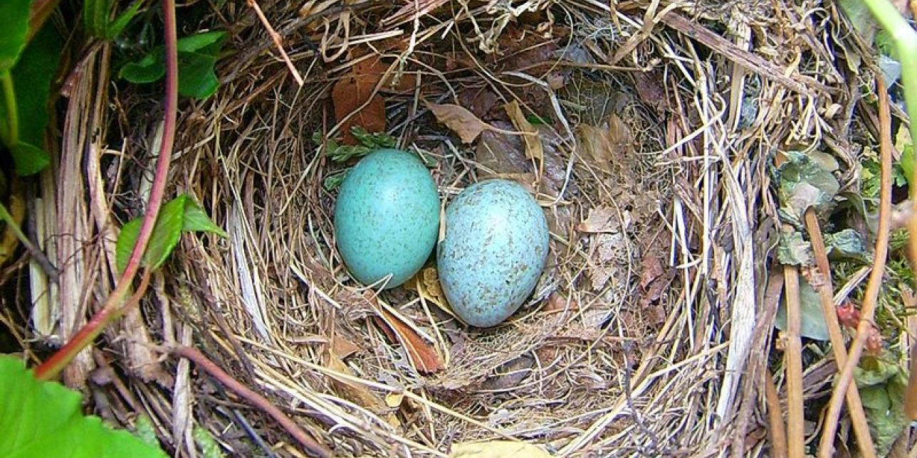 De pájaros y huevos