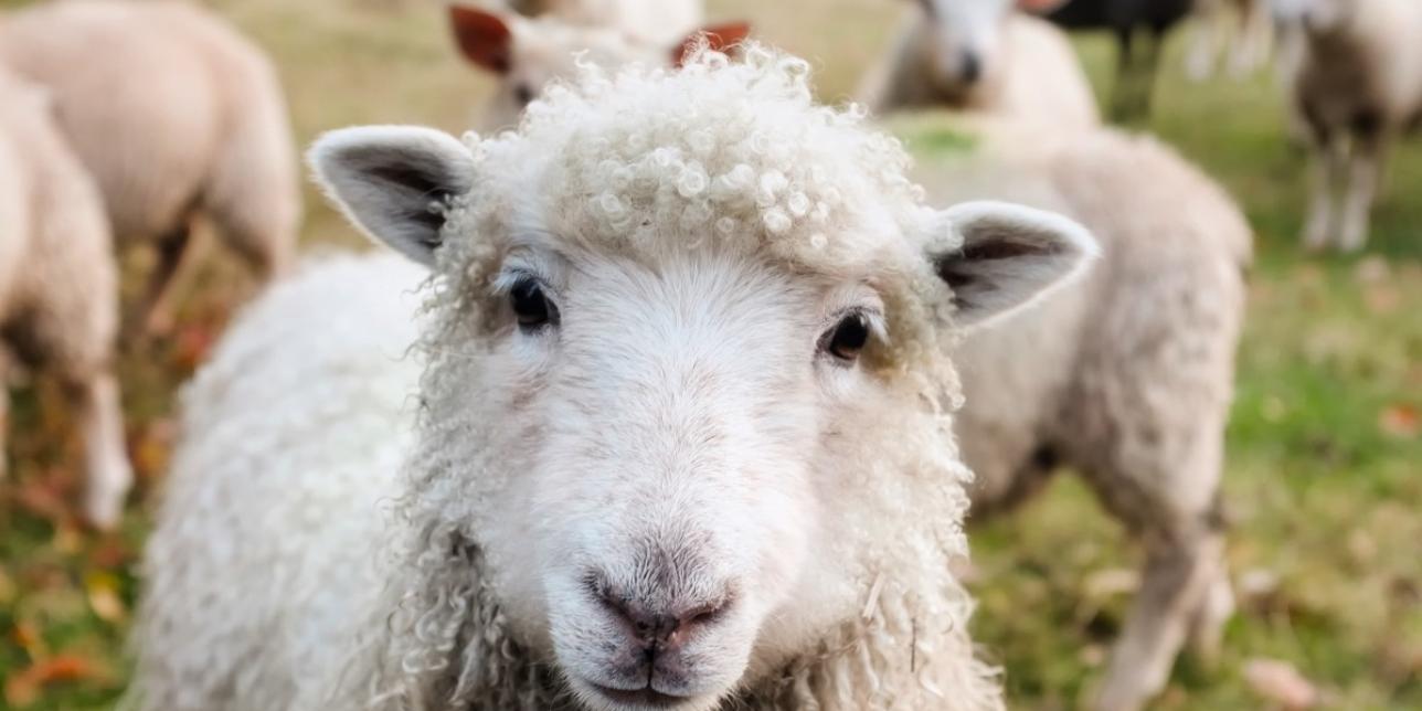 ¿Cómo se reproducen los animales?