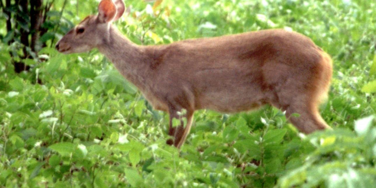 Una Mammalia... más conocida como Guazubirá