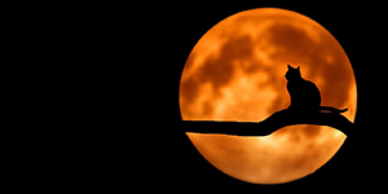 Luna lunera