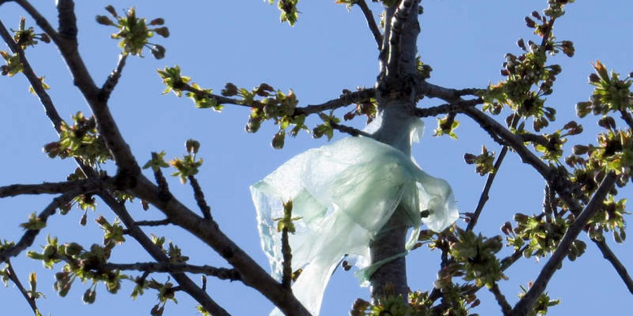 Uruguay natural: libre de bolsas de nylon III