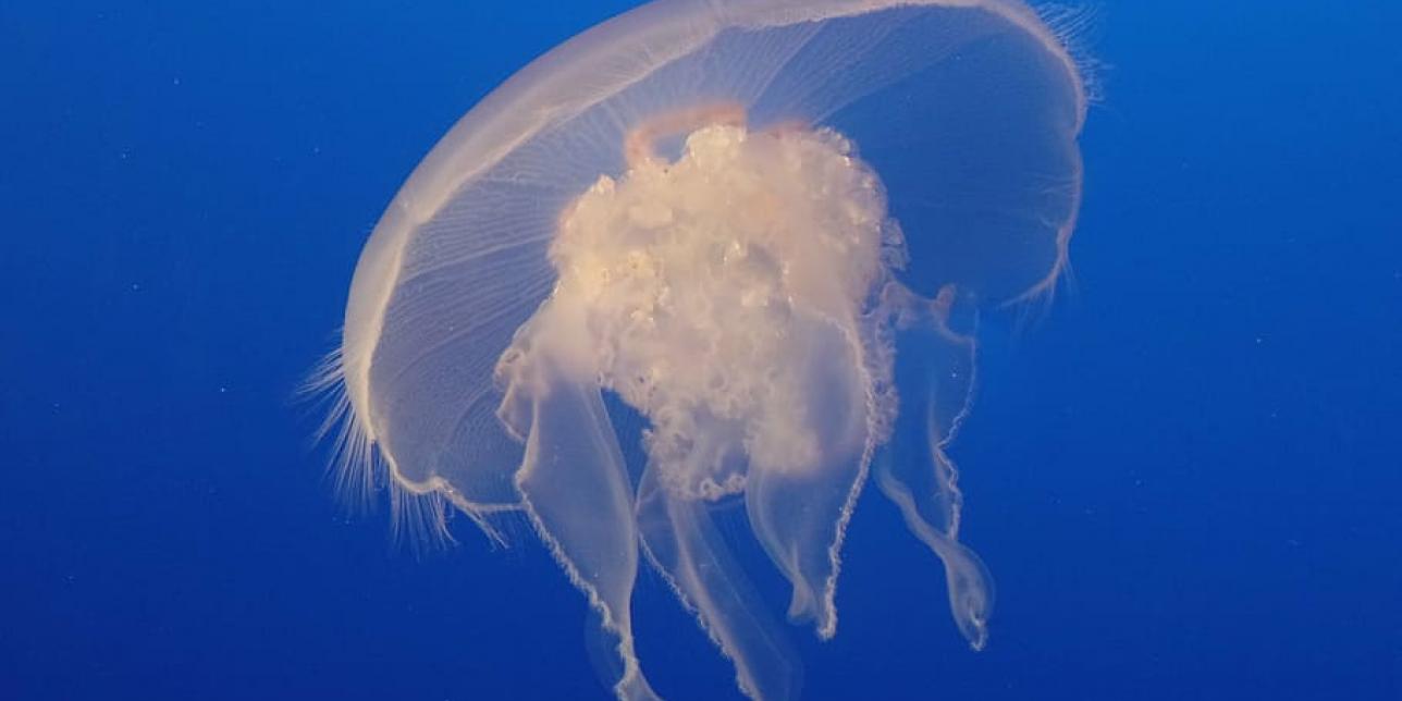 Medusas: un habitante de nuestras costas.
