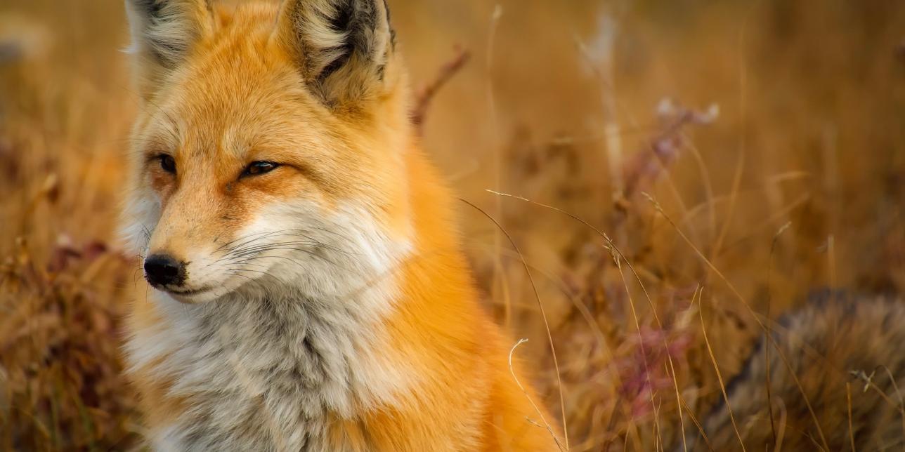 Un amiguito de nuestros libros: el Zorrito