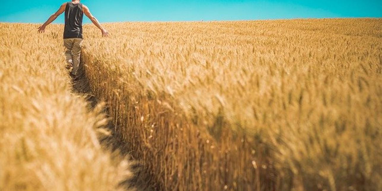 Año Internacional de la Sanidad Vegetal: un tema que nos compete a todos