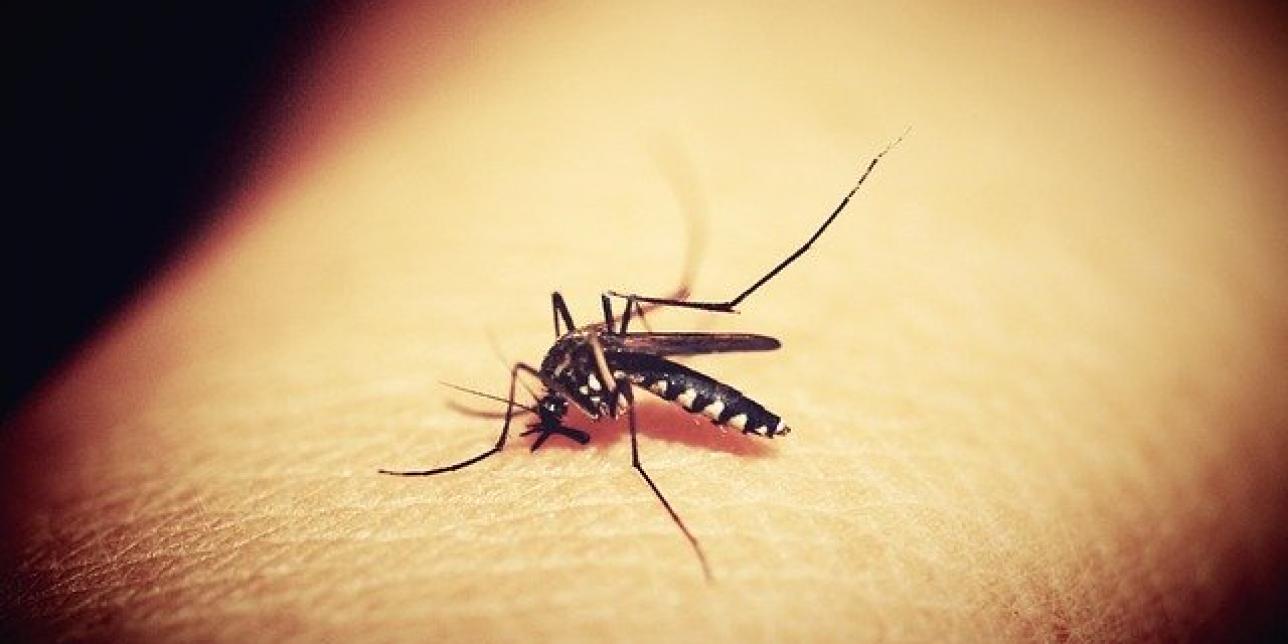Combatiendo al Dengue