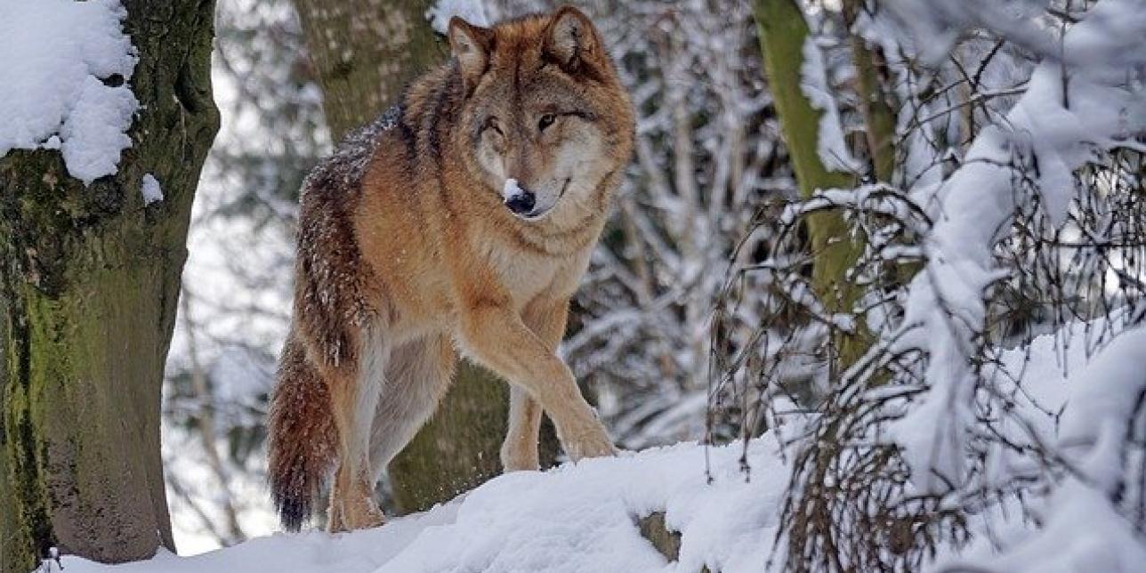 Pedro y el lobo: un cuento musical