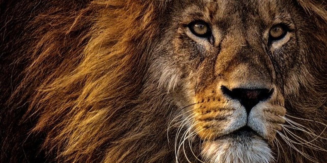 Muchos mundos en un mundo: los animales