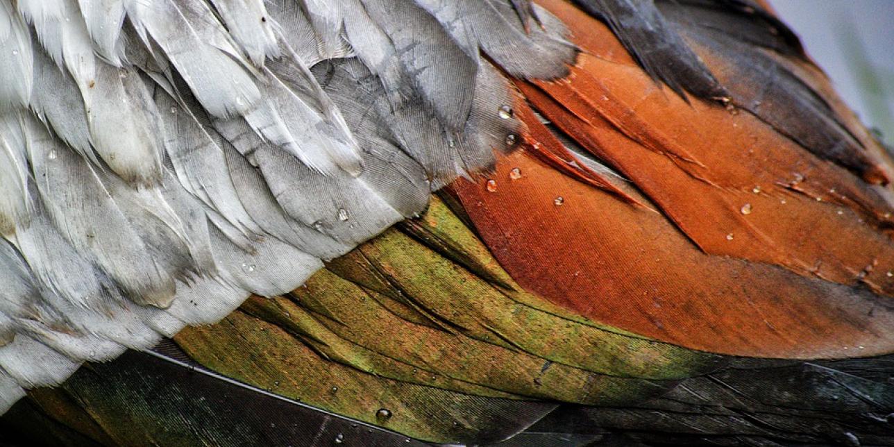 Cubiertas corporales: las plumas, un ingenio de la naturaleza.