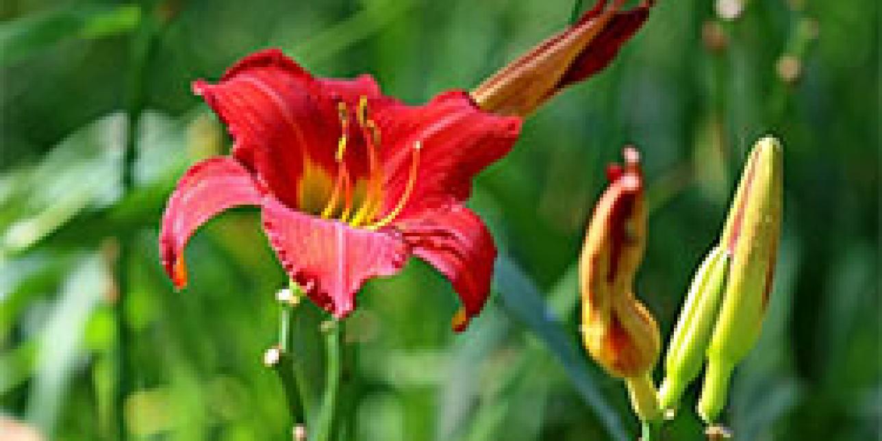 Reproducción de plantas con flores