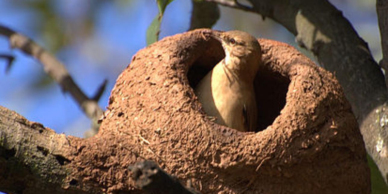 Nuestra fauna nativa en canciones
