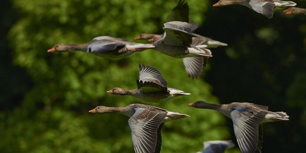 Miremos a la naturaleza en busca de ejemplos